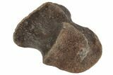 3.75" Fossil Hadrosaur Phalange Bone on Metal Stand - Montana - #196702-1